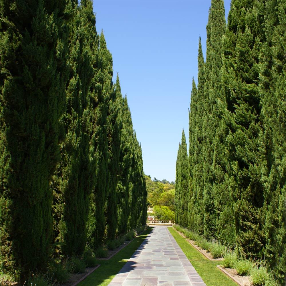 Italian Cypress Tree
