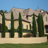 Italian Cypress Tree