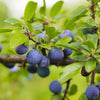 Italian Plum Tree