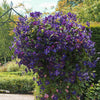 Jackmanii Clematis Vine