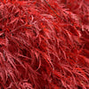 Tamukeyama Japanese Maple Tree
