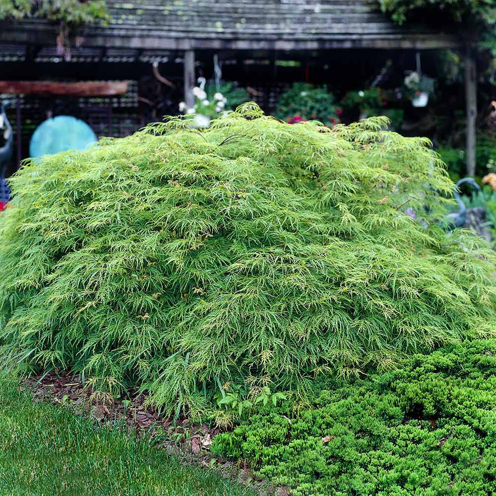 Weeping Japanese Maple 'Viridis' Tree