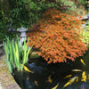 Weeping Japanese Maple 'Viridis' Tree
