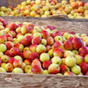 Jonagold Apple Tree