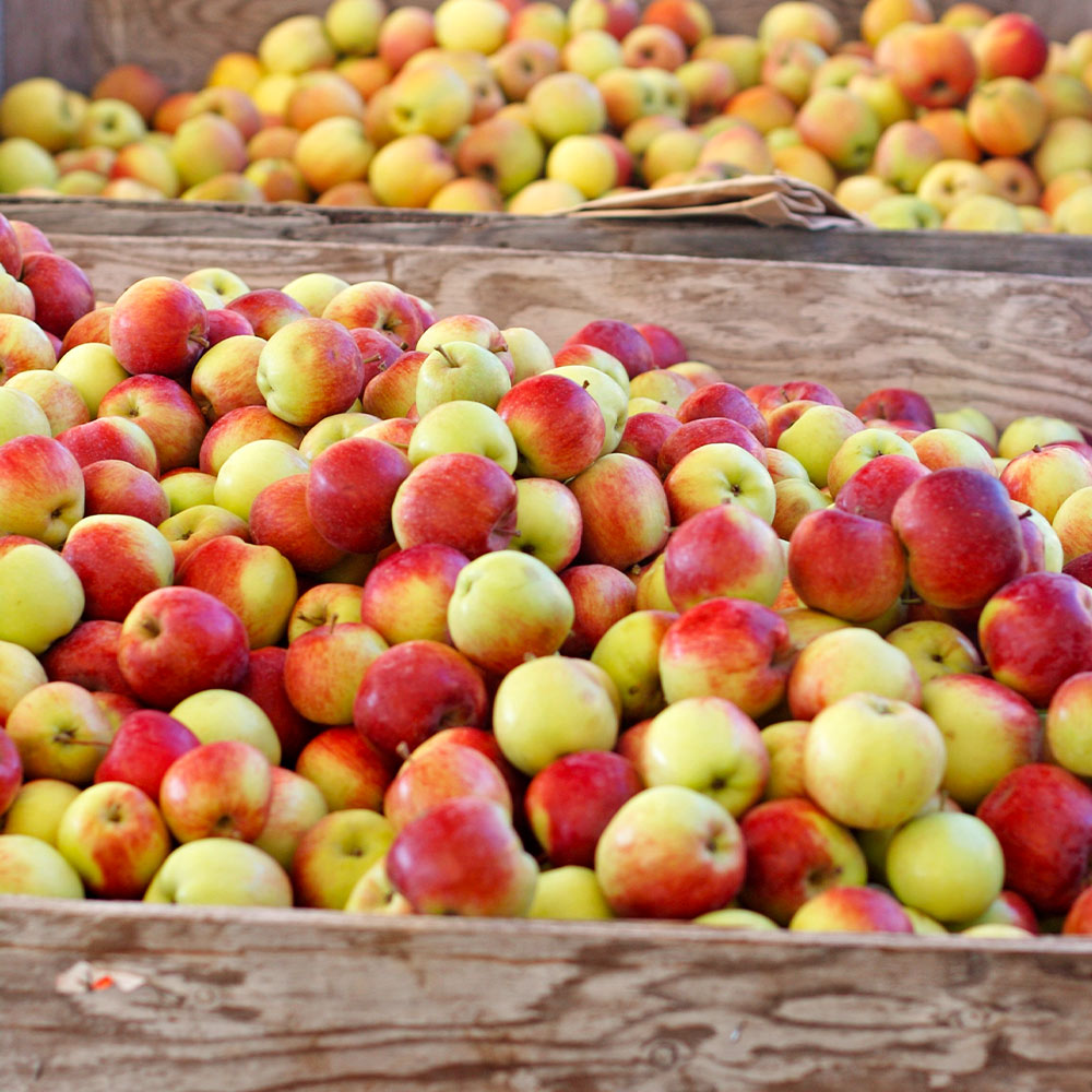 Jonagold Apple Tree