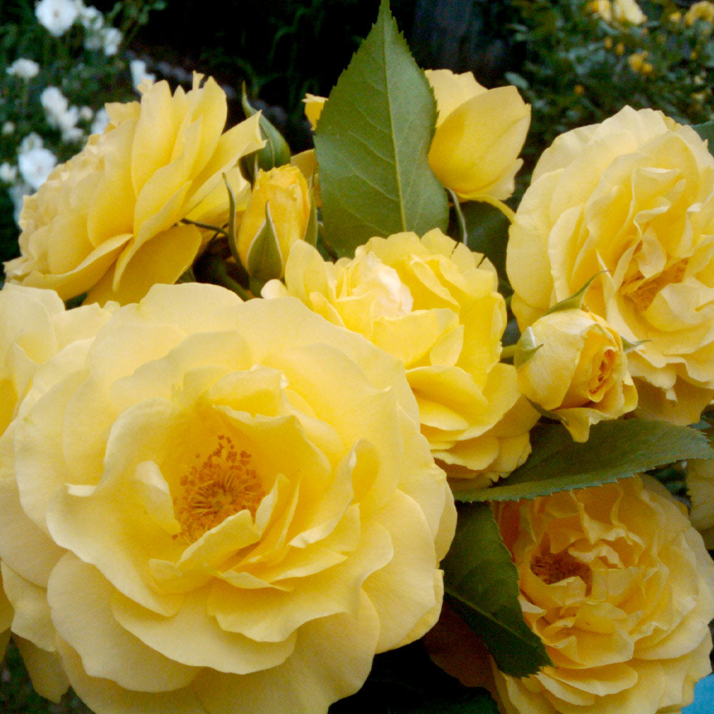Julia Child Rose