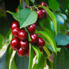 Romeo and Juliet™ Dwarf Cherry Bush