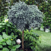 Blue Star Juniper Tree