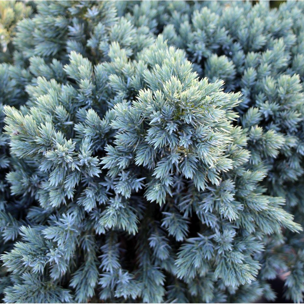 Blue Star Juniper Tree