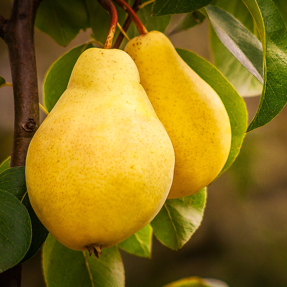 4-in-1 Pear Surprise Tree