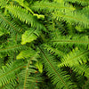 Kimberly Queen Fern