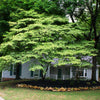 White Kousa Dogwood