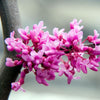 Lavender Twist® Weeping Redbud Tree