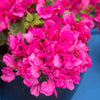 La Jolla Bougainvillea