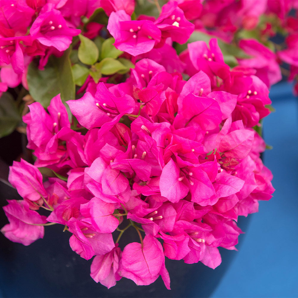 La Jolla Bougainvillea