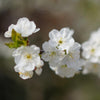 Lapins Cherry Tree