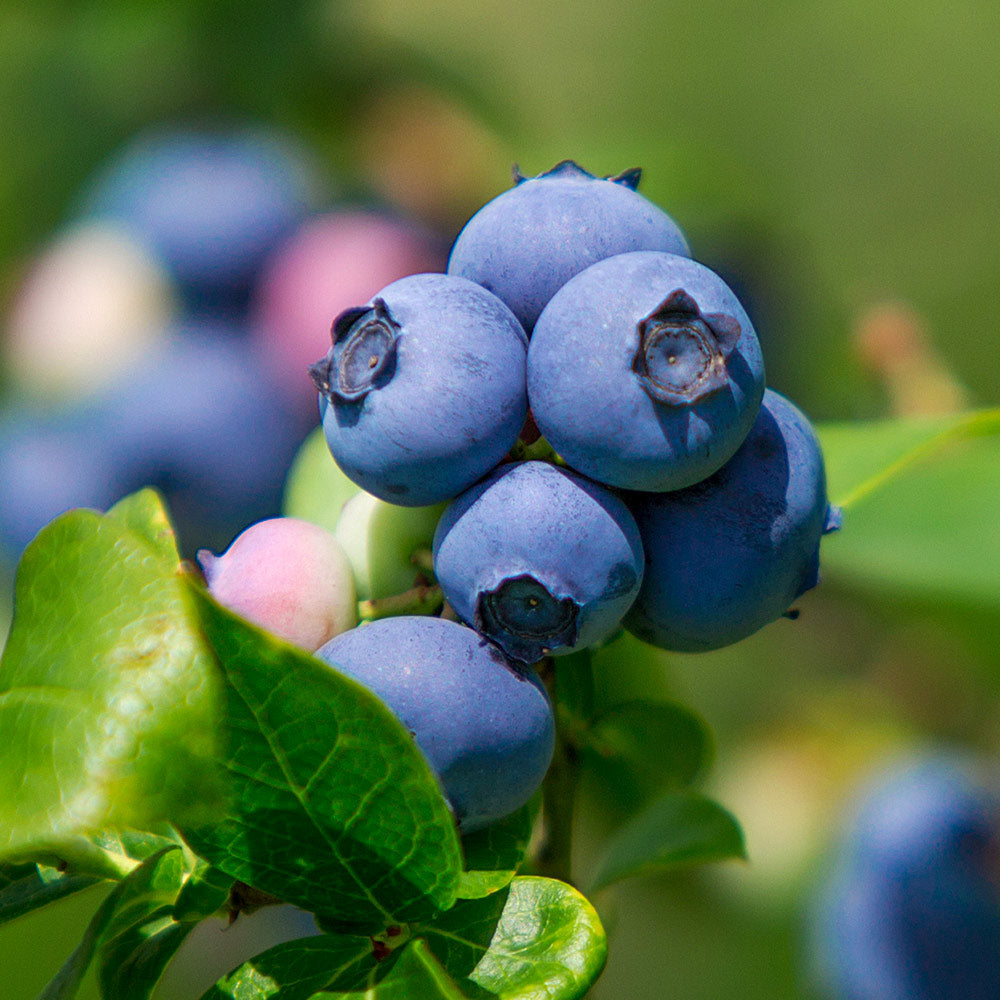 Legacy Blueberry Bush