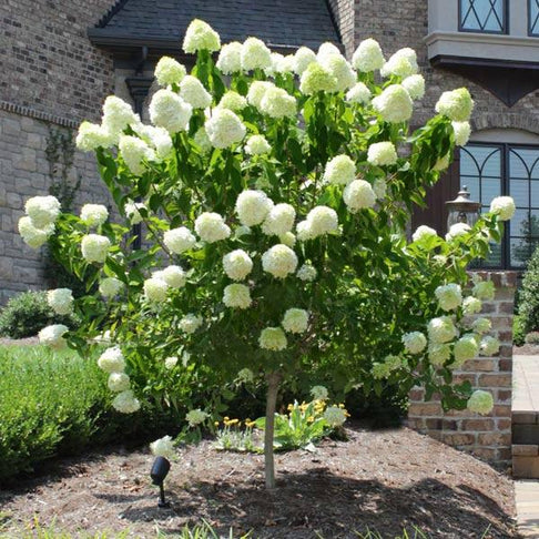 Proven Winners® Limelight Hydrangea Tree