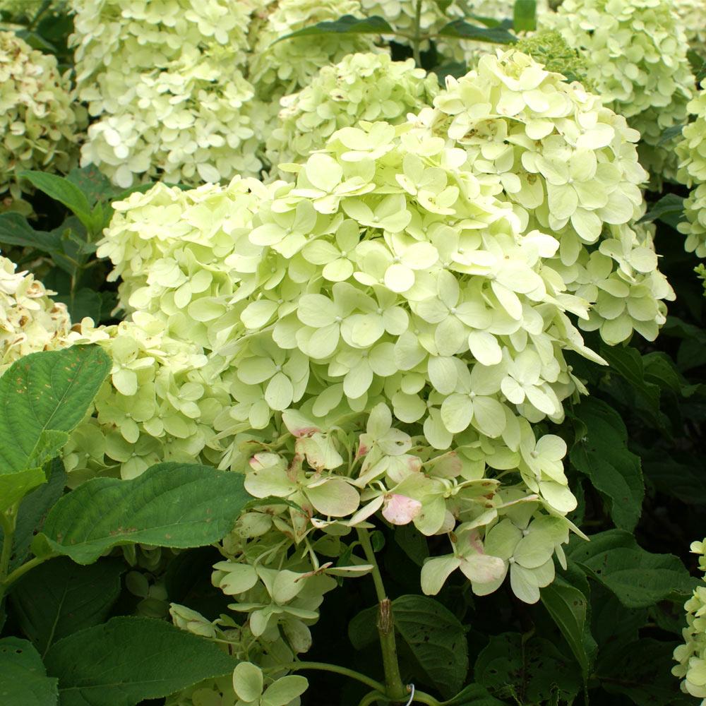 Proven Winners® Limelight Hydrangea Tree