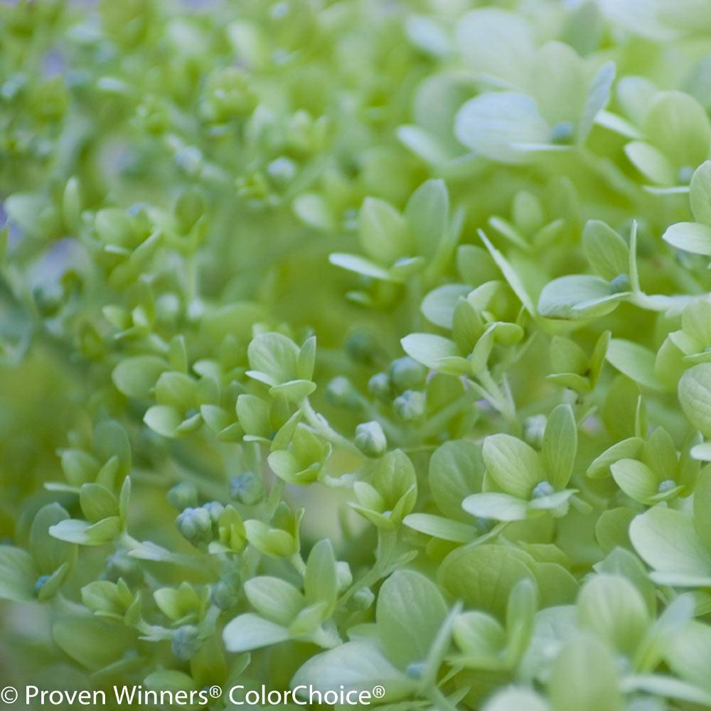 Proven Winners® Little Lime® Hydrangea Tree