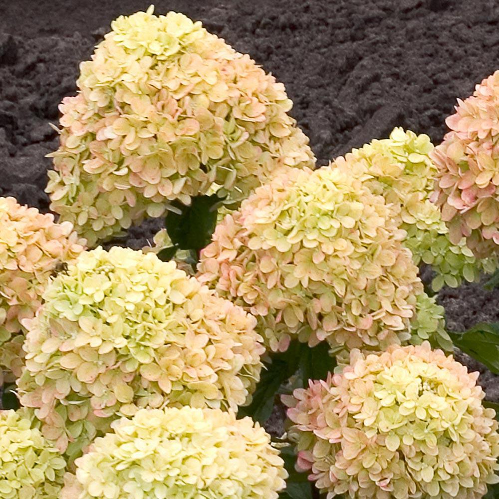 Proven Winners® Little Lime® Hydrangea Shrub