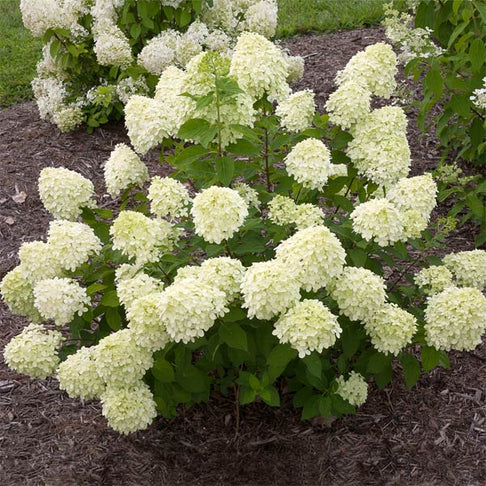 Proven Winners® Little Lime® Hydrangea Shrub