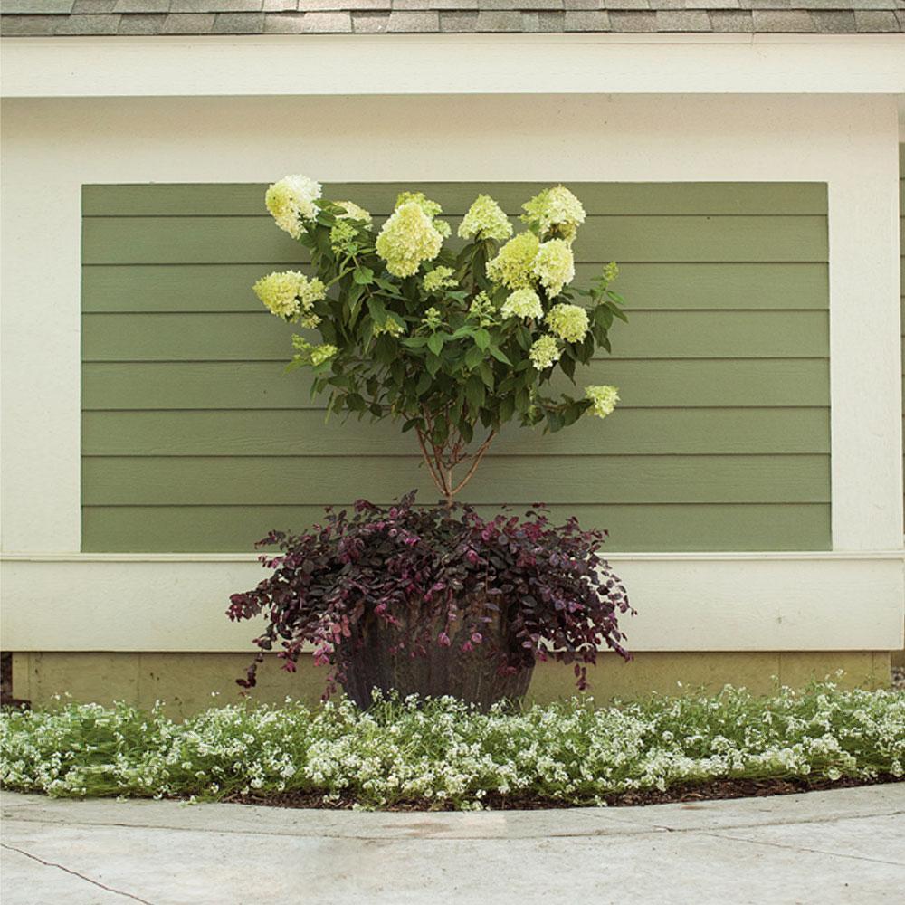 Proven Winners® Little Lime® Hydrangea Tree