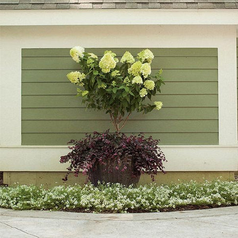 Proven Winners® Little Lime® Hydrangea Tree