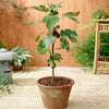 Southern Living® Little Miss Figgy™ Tree
