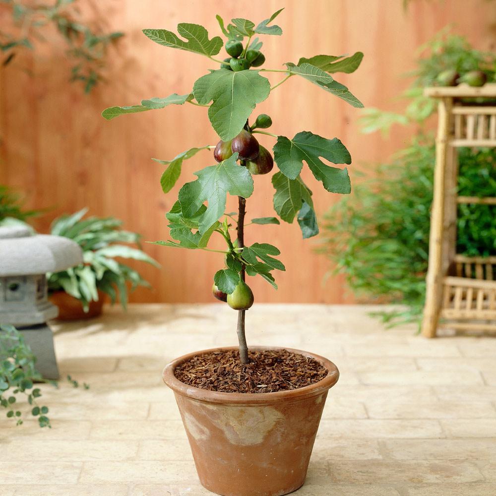 Southern Living® Little Miss Figgy™ Tree
