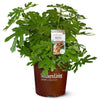 Southern Living® Little Miss Figgy™ Tree
