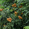 Longan Tree