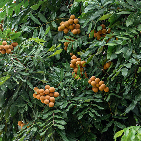 Longan Tree