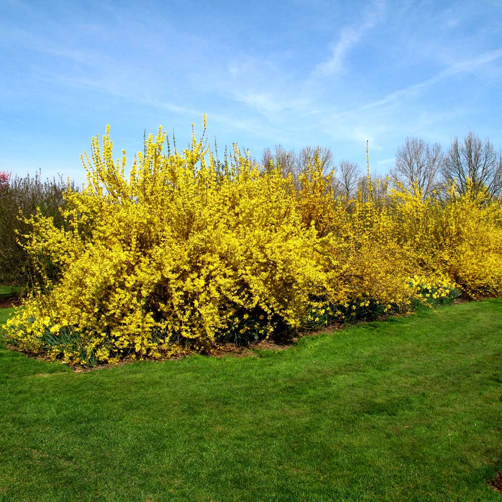 Lynwood Gold Forsythia Shrub