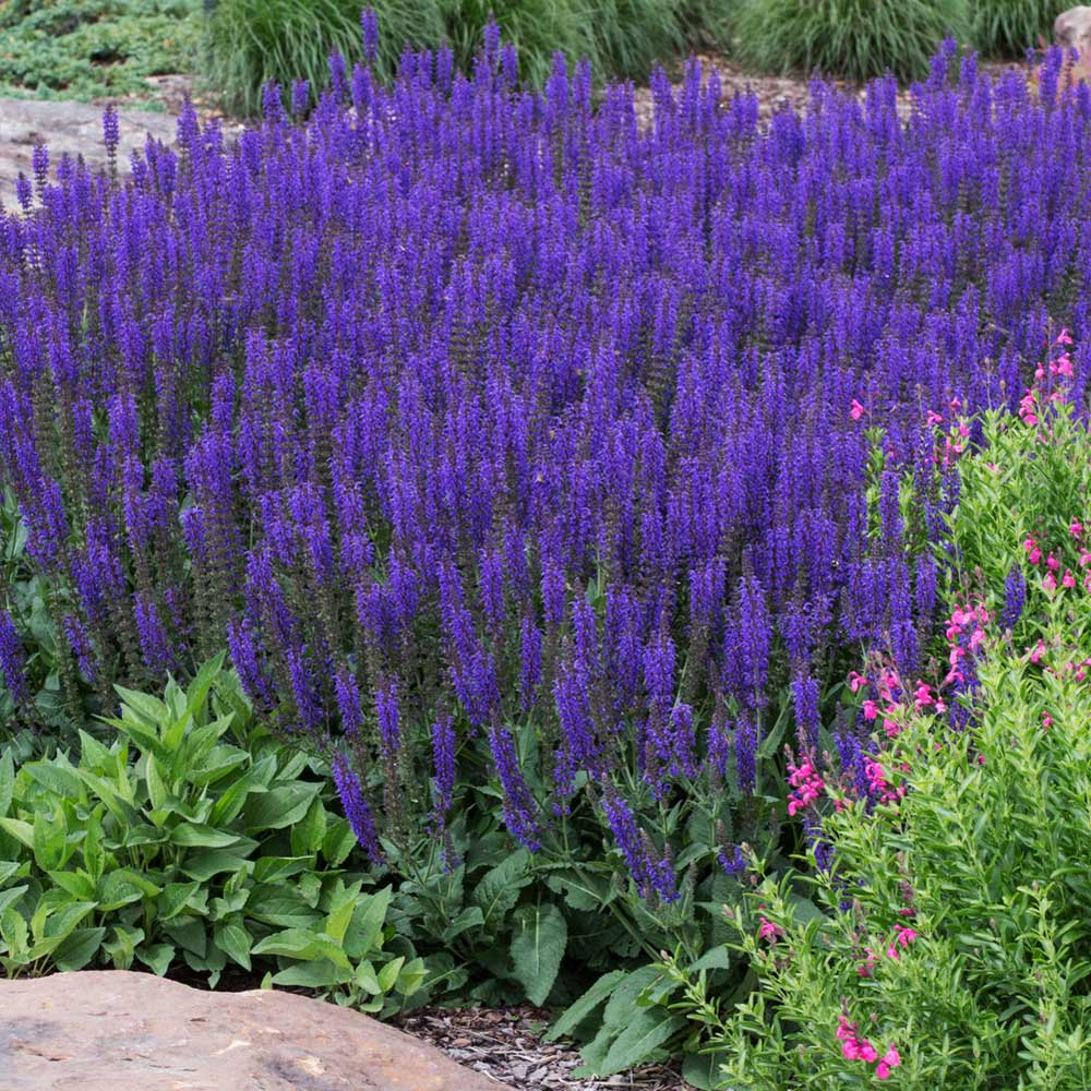 May Night Salvia