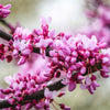 Merlot Redbud Tree