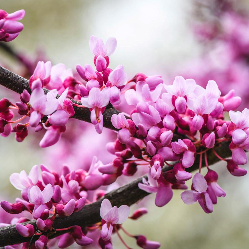 Merlot Redbud Tree