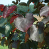 Merlot Redbud Tree