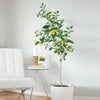 Meyer Lemon Tree - USDA Organic
