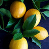 Meyer Lemon Tree - USDA Organic