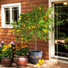 Meyer Lemon Tree - USDA Organic