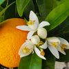 Midknight Valencia Orange Tree