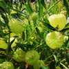 Milkweed