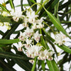 Milkweed