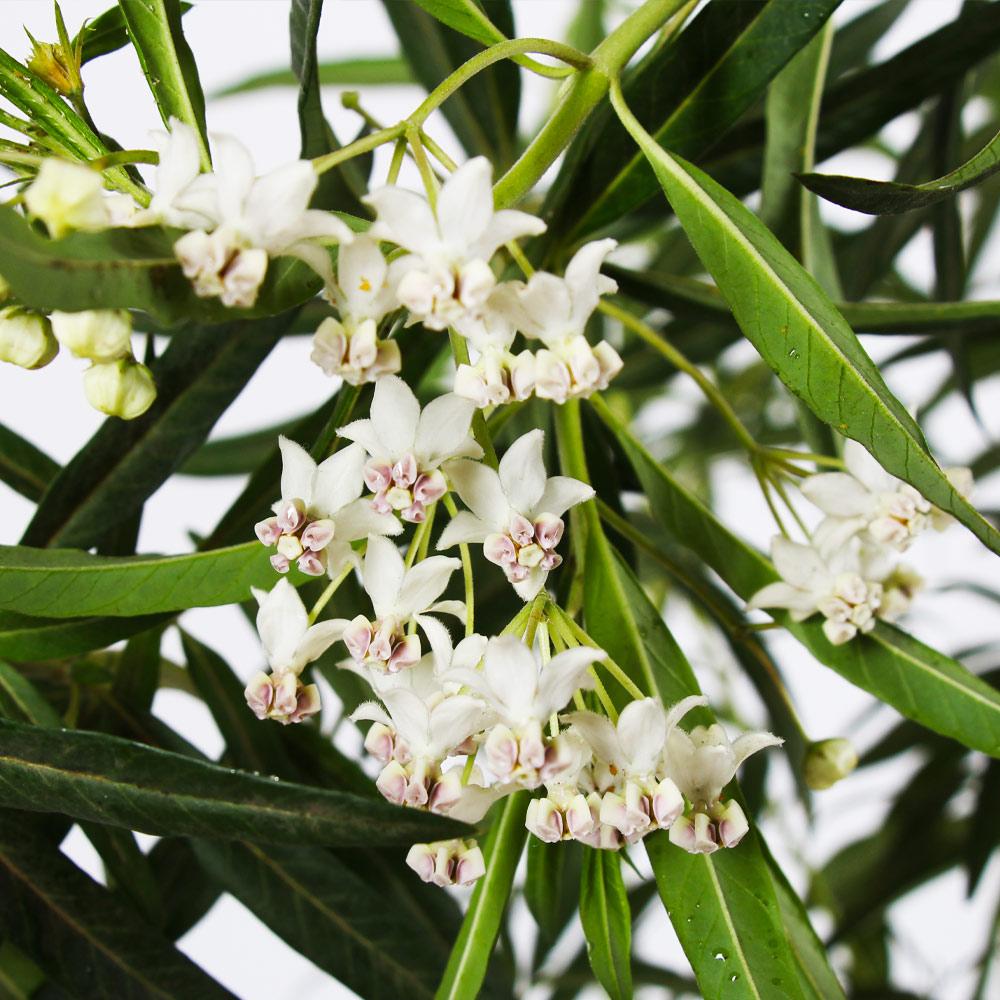 Milkweed