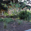 Milkweed