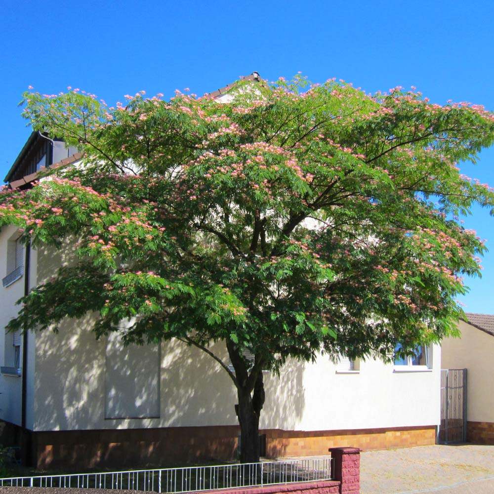 Mimosa Tree