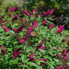 Proven Winners® Miss Molly Butterfly Bush