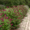 Proven Winners® Miss Molly Butterfly Bush