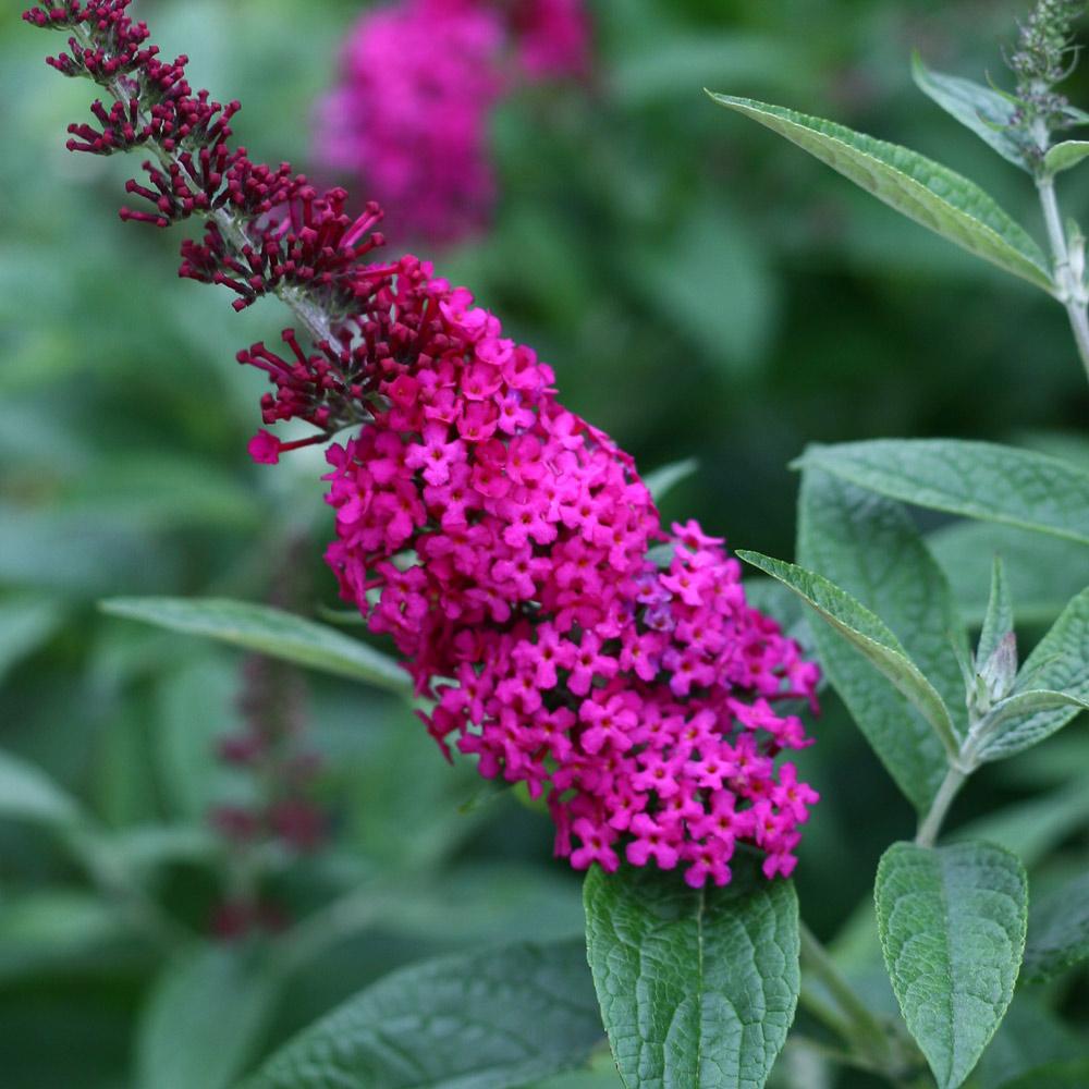 Proven Winners® Miss Molly Butterfly Bush